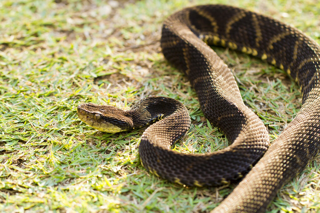 Como Identificar Serpentes Peçonhentas - Jararaca