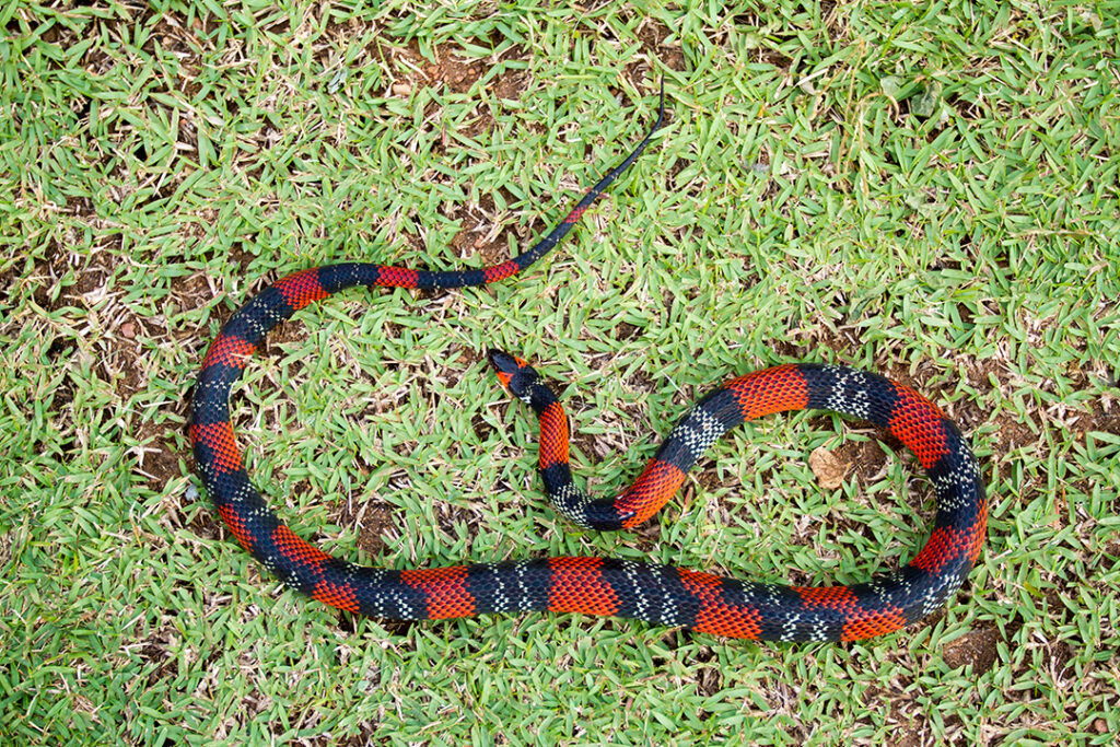 Como Identificar Serpentes Peçonhentas - Coral