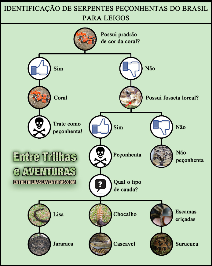 Como Identificar Serpentes Peçonhentas