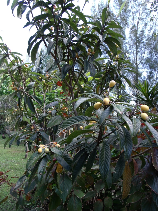 Madeira para meu primeiro arco primitivo