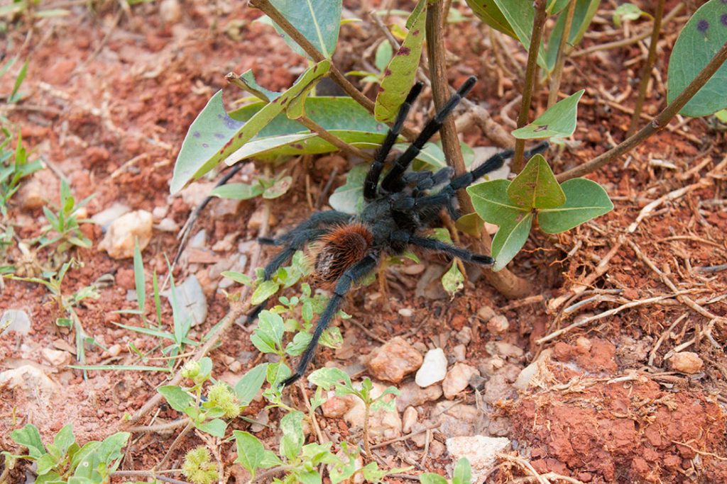 Aranha Caranguejeira (Tarântula)