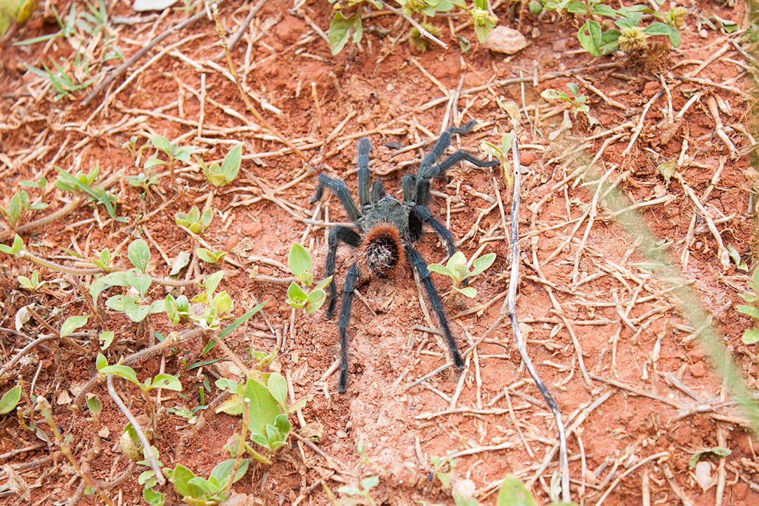 Aranha Caranguejeira (Tarântula)