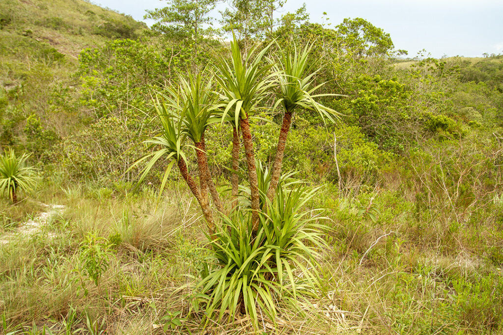 Canela de ema